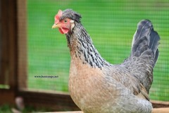 12+ Fertile Homozygous Cream Legbar Chicken Hatching Eggs