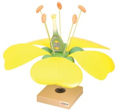 Eisco Labs Model Typical Flower
