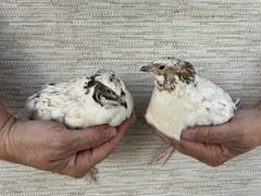 100 ++ Fertile Jumbo Multi Color Coturnix Quail Hatching Eggs
