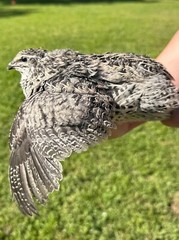 100+ RARE COLORS Coturnix Quail Hatching Eggs NPIP AI Free
