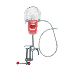 Simple Head Model Dental Simulator Phantom Manikin with Teeth for Dentist Teach