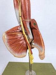 Vtg Anatomical Somso Muscle Arm Model with Shoulder Girdle (B)