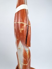 Vtg Anatomical Somso Muscle Arm Model with Shoulder Girdle (B)