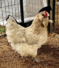 12 BYM Chicken Hatching Eggs Ameraucana Orpington Wyandotte Maran Cochin Brahma