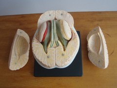 1:1 Size Human 15 Parts Brain Model Medical Anatomy With 58 Digital Indication