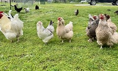 12+ Rainbow Chicken Hatching Assortment Ameraucana, Faverolles, Marans, EE / OE