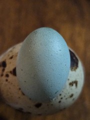 16+**RARE COLORS** Celadon Blue Coturnix Quail Hatchg Eggs Eggs