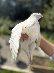 15 + Extra Hatching Quail Eggs – Fertile Wild Coturnix XXL Jumbo American White