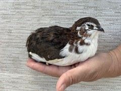 60+ Fertile Jumbo Multi Color Coturnix Quail Hatching Eggs