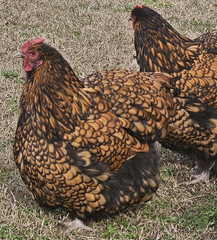 8+ English Gold Laced Orpington Hatching Eggs