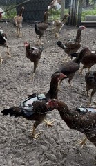 1 Indio Gigante hatching eggs Brazil. NPIP~ AI TALLEST CHICKEN BREED IN WORLD 🌎