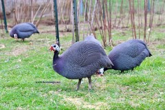 12+ Pearl Guinea Fowl Hatching Eggs