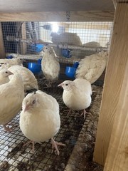 25++ Fertile Jumbo Wild White Coturnix Quail Hatching Eggs