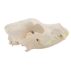 Simulation Dog Skull Teeth Pet Hospital Animal Husbandry Medical Teaching Model