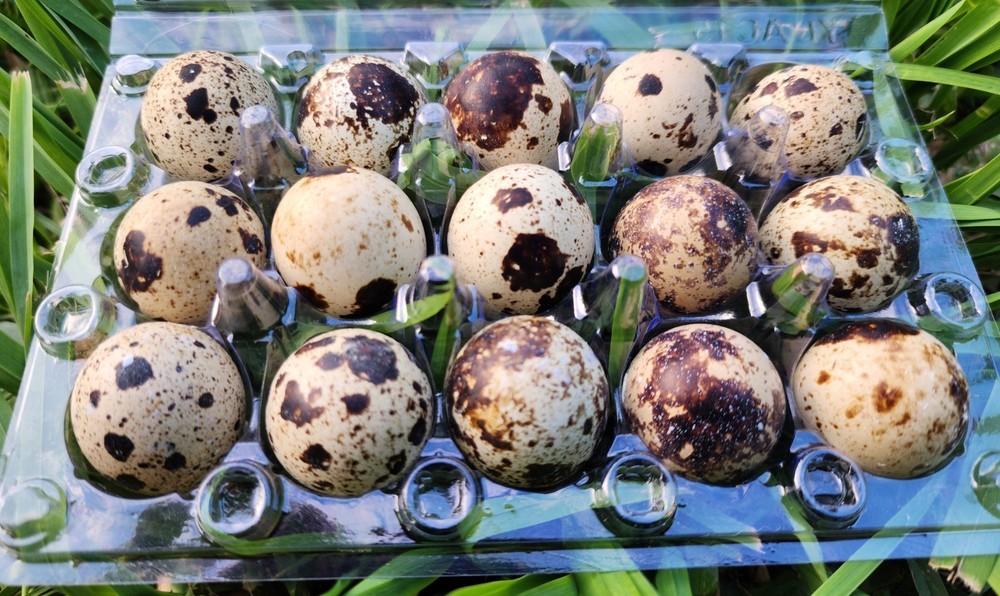 10+ Extras**RARE COLORS** COTURNIX QUAIL HATCHING EGGS