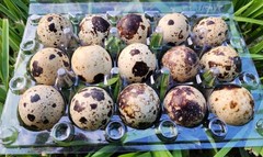 10+ Extras**RARE COLORS** COTURNIX QUAIL HATCHING EGGS