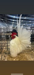 9 + 3 SQ Fresh Serama Hatching Eggs Splash Blue Black Chocolate Mottled! NPIP