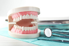 Standard Adult Typodont Dental Model for Kids Teaching & Oral Hygiene Education