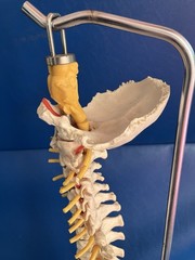 Vintage SOMSO Flexible Human Spine Model with Pelvis – Made in West Germany