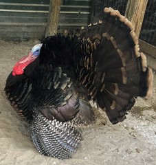 Osceola Hybrid Turkey Hatching Eggs (One Dozen)