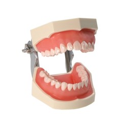 US Dental Typodont Teeth Model Mounting Pole Fit Columbia Kilgore Nissin Frasaco