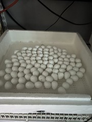 10++Georgia Giant Bobwhite Quail Fertile Hatching Eggs