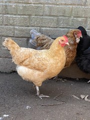 12 BYM Chicken Hatching Eggs Ameraucana Orpington Wyandotte Maran Cochin Brahma