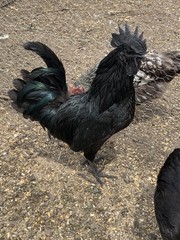 6 ayam cemani hatching Eggs/ 6 Silver Laced Wyandotte Hatching Eggs
