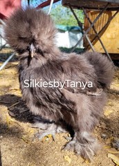 6+ Fertile Bantam Silkie Chicken Hatching Eggs. Frizzles/ Satins Possible.