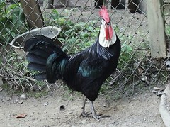 12 LF White Face Black Spanish Eggs Imported from Spain