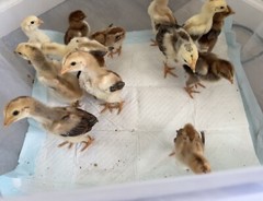 4 Indio Gigante hatching eggs Brazil. NPIP~ AI TALLEST CHICKEN BREED IN WORLD 🌎