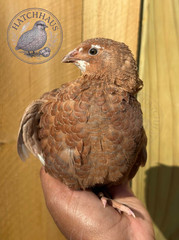 12 RARE COLORS Celadon Coturnix quail hatching blue eggs – 1 dozen mixed variety