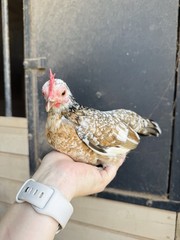 12++ Puerto Rico Imported Kiki Riki Hatching Eggs