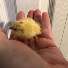 23+ Fertile Hatching Eggs Quail Coturnix Jumbo White Texas A&M Meat & Egg Birds