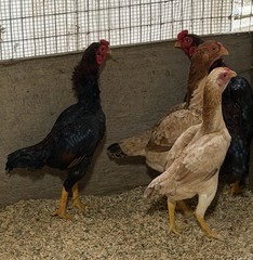 9 – KO SHAMO BANTAM EGGS VERY FRESH SUPERB QUALITY these will Ship 2day FedEx