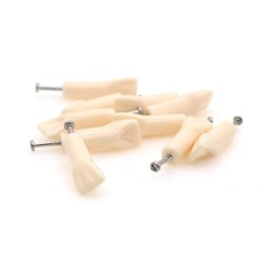 Dental Typodont Replacement Screw-in Teeth Model Resin Teeth for Teaching Study
