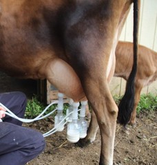ULTIMATE EZ™ MILKER