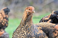 6+ Gold Laced Brahma Fertile Chicken Hatching Eggs Gentle Large Breed