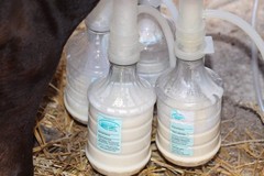 ULTIMATE EZ™ MILKER