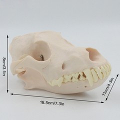 Simulation Dog Skull Teeth Pet Hospital Animal Husbandry Medical Teaching Model