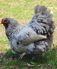 6 English Orpington Hatching Eggs Rare & Unusual Colors*new Pics *