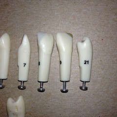 Typodont Teeth Lot Of 10 #s 2 4 5 7 8 9 21 Unumbered (2) Dental School Lab