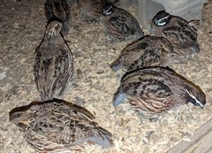 18+ Georgia Giant Bobwhite Quail Fertile Hatching Eggs (Colinus virginianus)NPIP