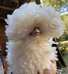 Several Varieties Polish Frizzle Hatching Eggs 15+NPIP