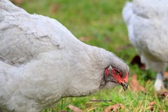 6+ Lavender Brahma Fertile Chicken Hatching Eggs Gentle Large Breed