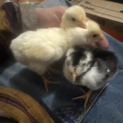 12 Hatching Eggs Giant Chicks Hybrid – Indio Gigante Dual Purpose Egg Layers