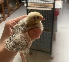 36 – Jumbo Pearl Fee – Coturnix Quail Hatching Eggs – Rare Color