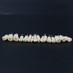 US Kilgore Nissin 200/500 Type Dental Typodont Model Removable Teeth & Screws
