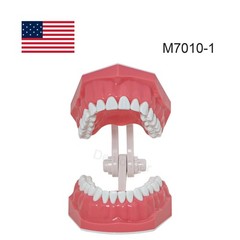 US 1:1 Typodont Teeth Model M7010-1 for Brushing Flossing Practice Teaching