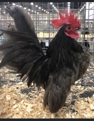 6 + 3 SQ Fresh Serama Hatching Eggs Splash Blue Black Chocolate Mottled! NPIP